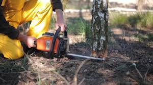 How Our Tree Care Process Works  in  Angleton, TX