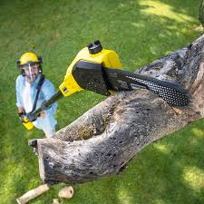 Tree and Shrub Care in Angleton, TX